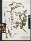 Foto von Salix repens L.